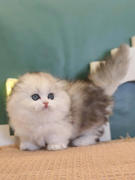 Munchkin Longhair