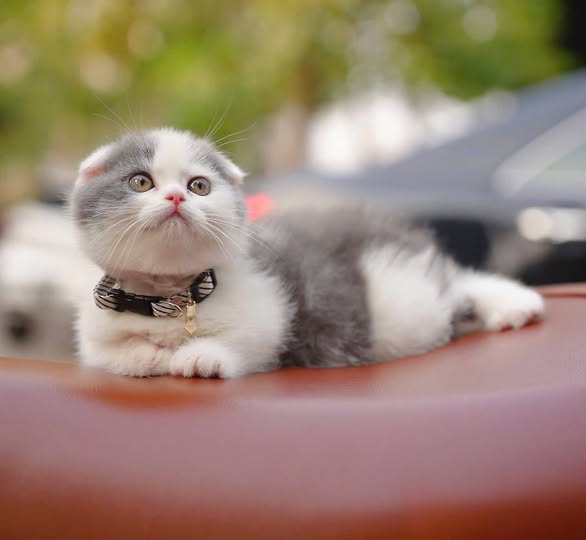 Munchkin Fold