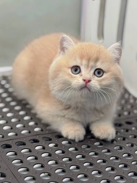 British Shorthair