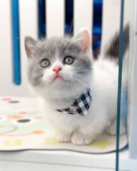 Munchkin