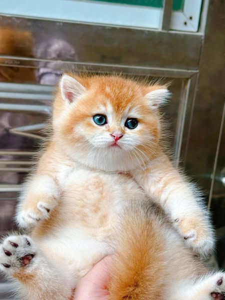 British Shorthair