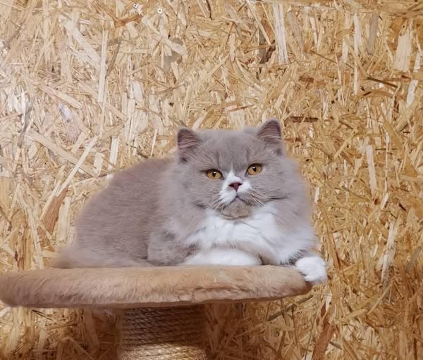 British Longhair