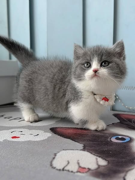 Munchkin