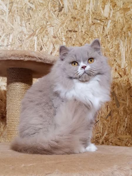 British Longhair