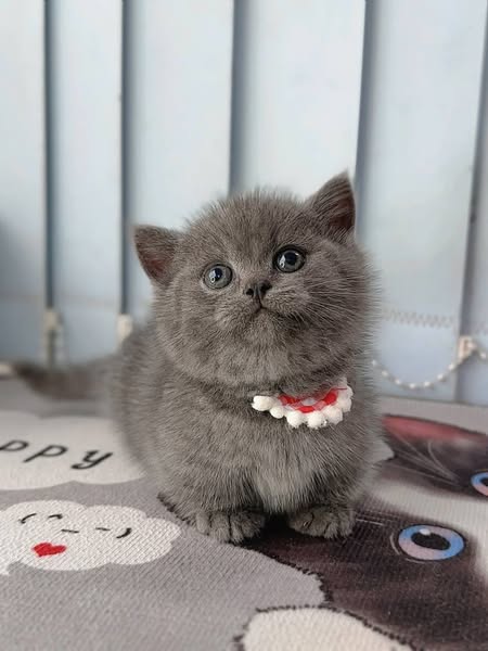 Munchkin
