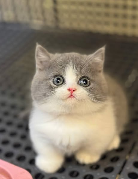 Munchkin