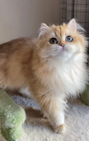 British Longhair