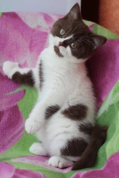 British Shorthair