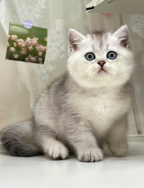 British Shorthair