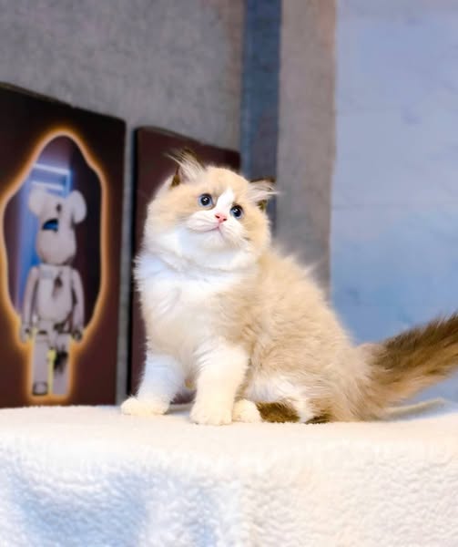 Ragdoll