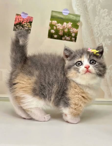 Munchkin