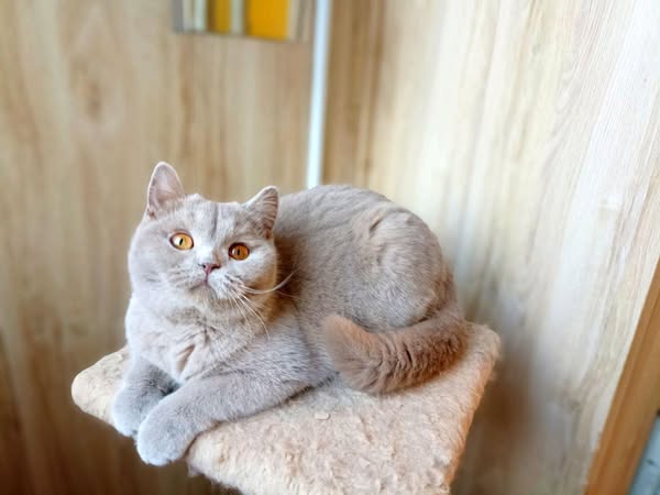 British Shorthair
