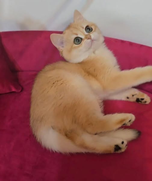 British Shorthair