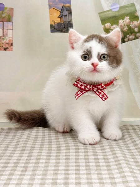 British Shorthair