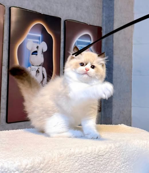 Ragdoll
