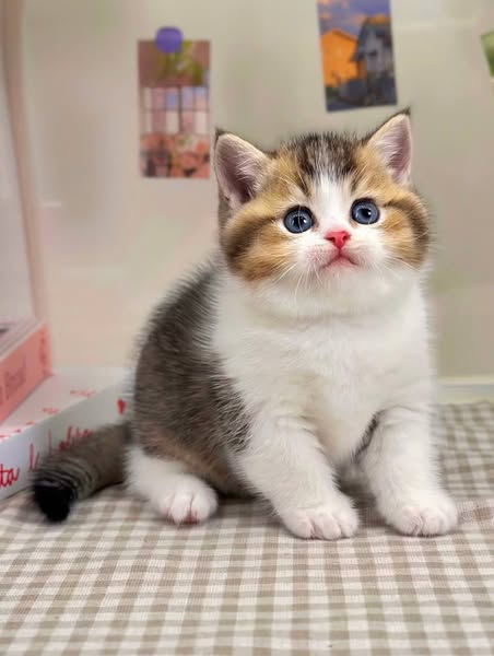 British Shorthair