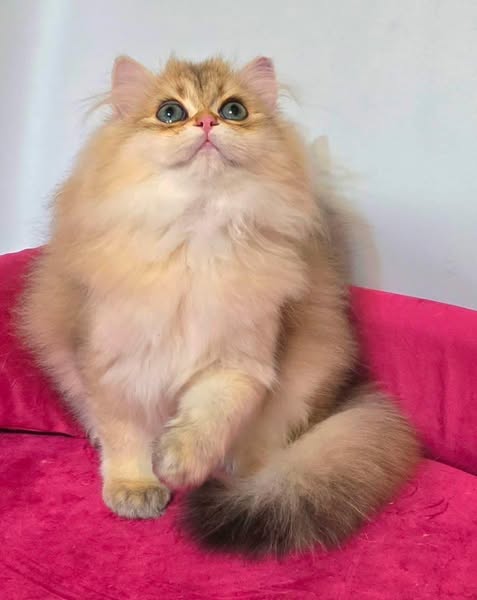 British Longhair