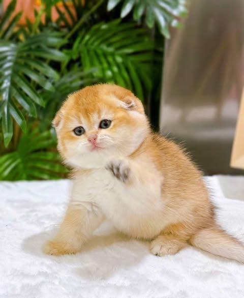 Scottish Fold