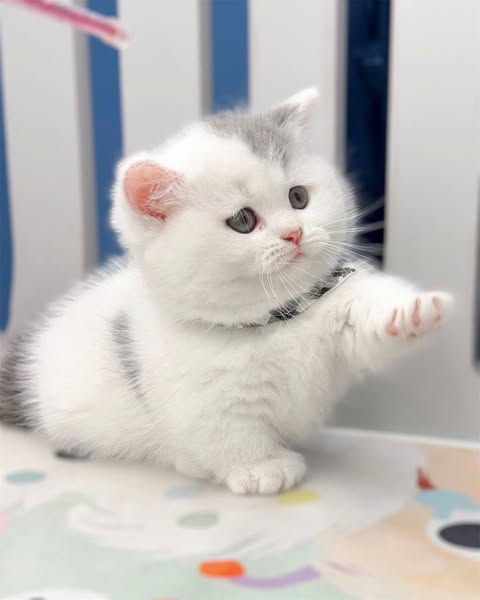 Munchkin
