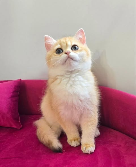 British Shorthair