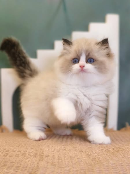 Ragdoll