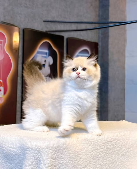 Ragdoll