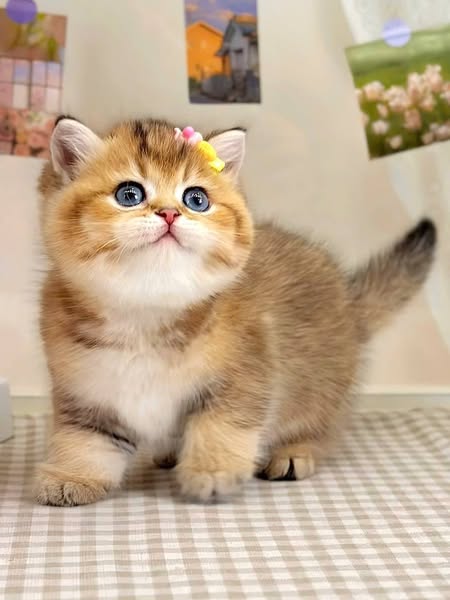 British Shorthair