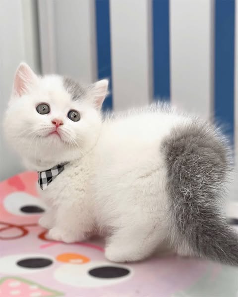Munchkin