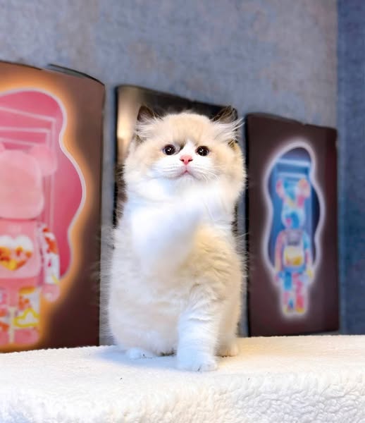 Ragdoll