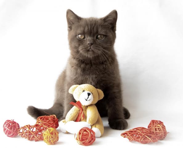 British Shorthair