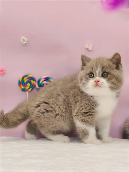 Munchkin