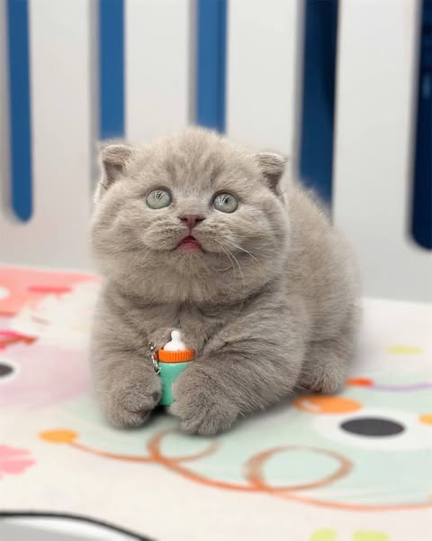 Munchkin Fold