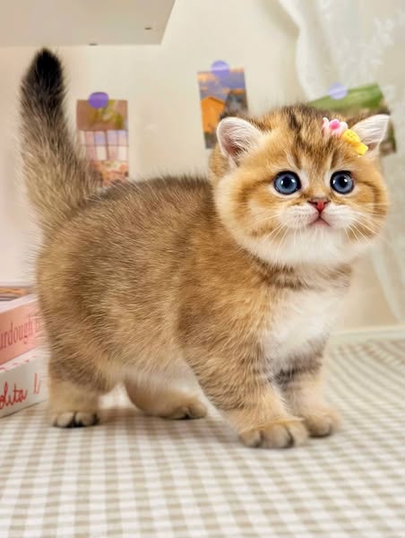 British Shorthair