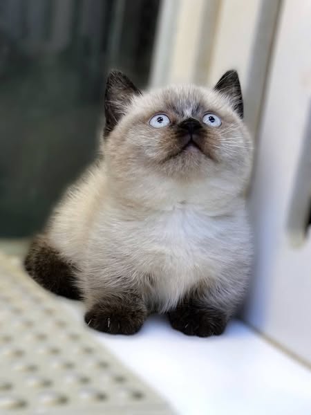 Munchkin