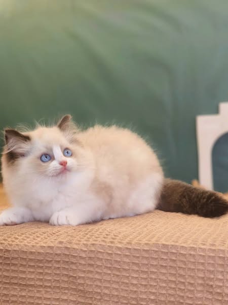 Ragdoll