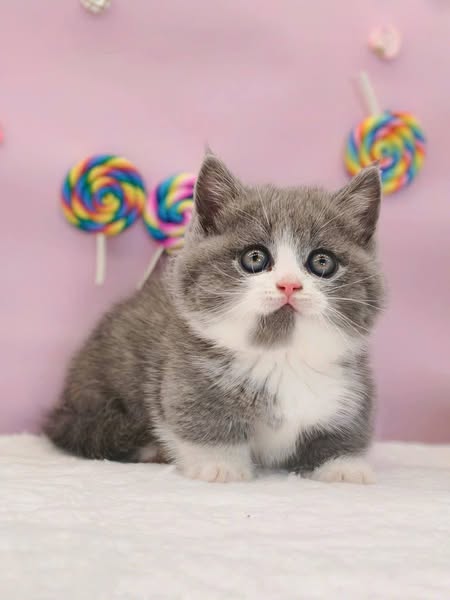 Munchkin