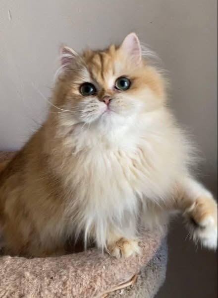 British Longhair