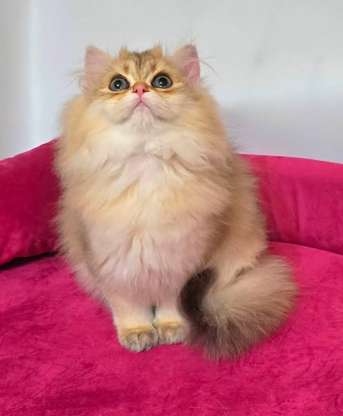 British Longhair