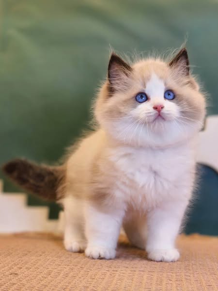 Ragdoll