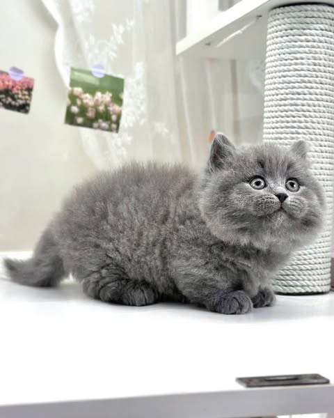 Munchkin Longhair