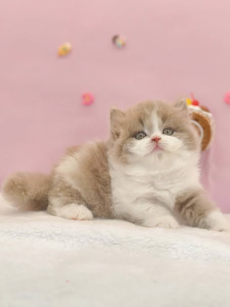 British Longhair