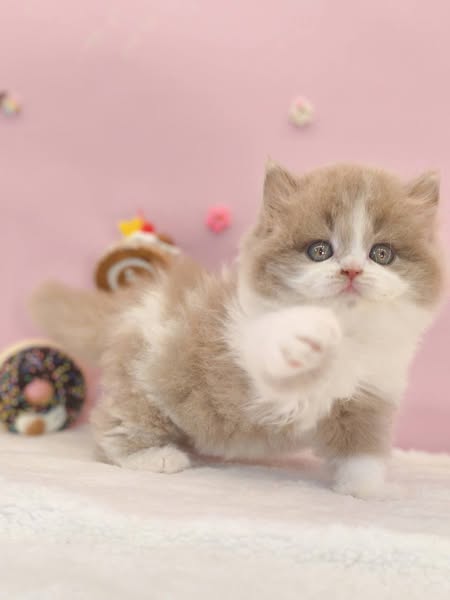British Longhair