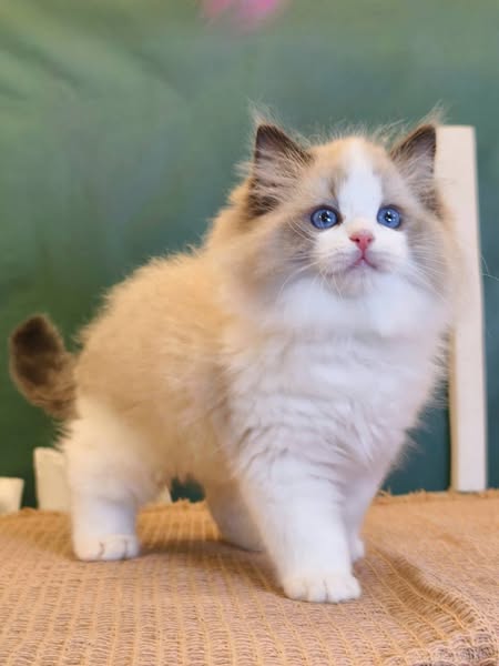 Ragdoll