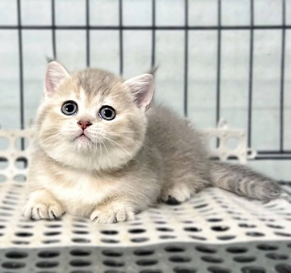 Munchkin