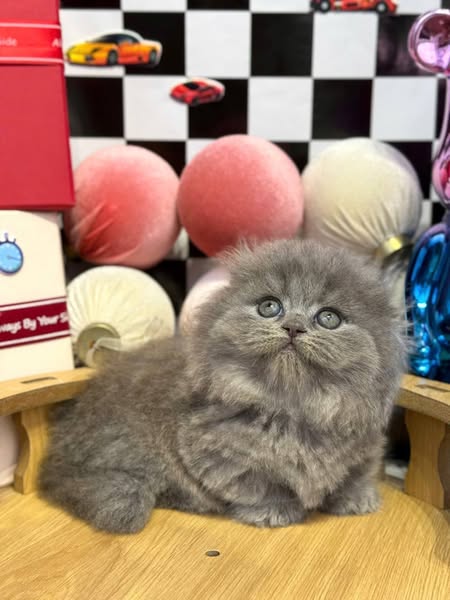 Munchkin Fold Longhair