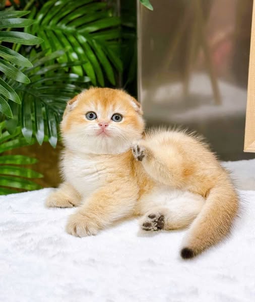 Scottish Fold