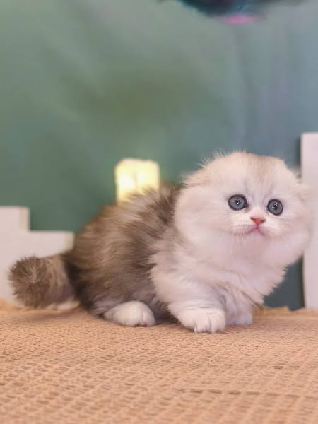 Munchkin Longhair