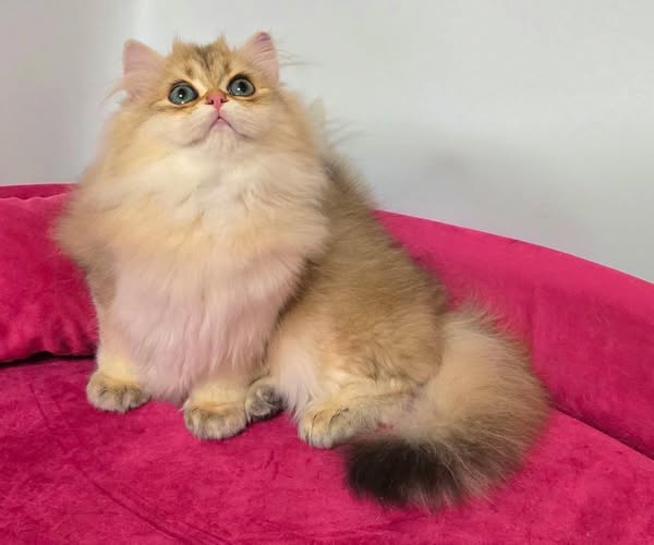 British Longhair