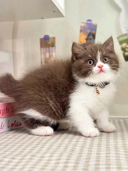 British Shorthair