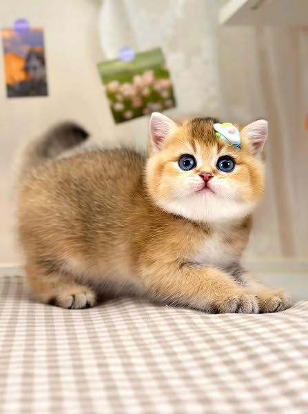 British Shorthair